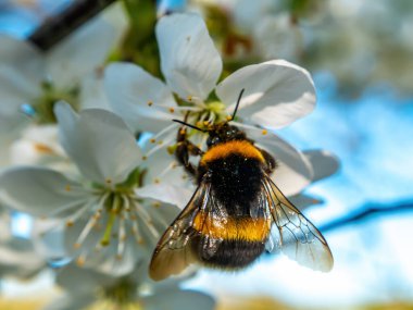 Beyaz çiçek açan kiraz çiçeğinin üzerindeki yaban arısı böceği. Bumblebee böceği. Arı ailesi. Viski tomurcuklanıyor. Beyaz çiçek. Kiraz Bahçesi. Ağaçların tozlaşması. Nektar. Hayvan Dünyası.
