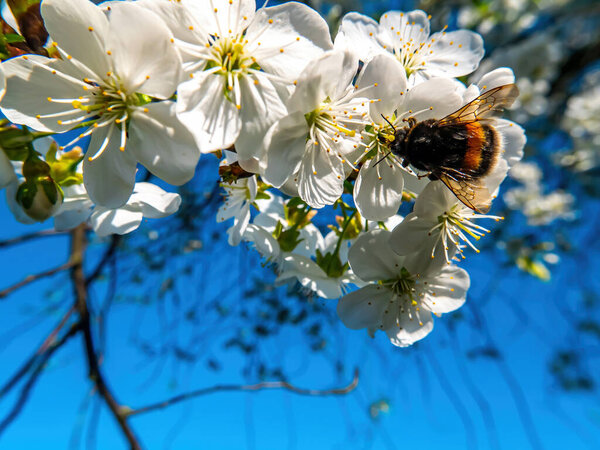 Bumblebee insect on white blooming cherry blossom. Bumblebee insect. The family of bees. Blossoming of whiskey. White flower. The Cherry Orchard. Pollination of trees. Nectar. Animal world.
