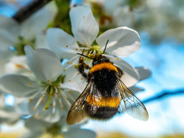 Beyaz çiçek açan kiraz çiçeğinin üzerindeki yaban arısı böceği. Bumblebee böceği. Arı ailesi. Viski tomurcuklanıyor. Beyaz çiçek. Kiraz Bahçesi. Ağaçların tozlaşması. Nektar. Hayvan Dünyası.
