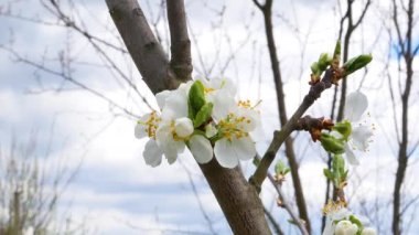 Bahçede çiçek açan erik ağacının beyaz çiçekleri. Beyaz çiçekler. Meyve bahçesi. Bahar sezonu. Ağacın dalı. Tarım bahçeleri. Botanik. Sezon. Bahar doğası.