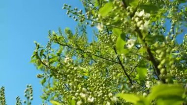 Mavi gökyüzüne karşı çiçek açan erik yaprağı ağacının bahar çiçekleri. Prunus padus. Beyaz çiçekler. Bahar sezonu. Ağacın dalı. Çiçek bahçıvanlığı. Botanik. Sezon. Bahar doğası.