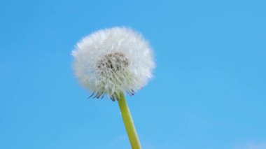 Mavi gökyüzü arka planında beyaz tüylü karahindiba çiçeği tohumu topu. Taraxacum çiçeği. Bahar sezonu. Taraxacum tohumları. Mavi gökyüzü. Karahindiba tohumları. Biyoloji. Doğa.