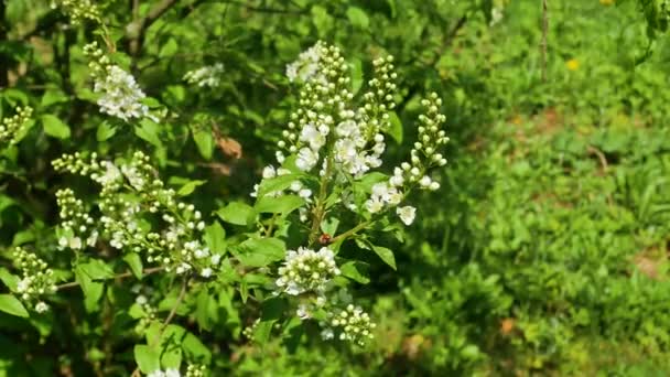 花の春の花プヌス パドゥスの木 プラヌス パドゥス 白い花 木の枝 フラワーガーデニング 植物学だ シーズンだ 春の自然 — ストック動画
