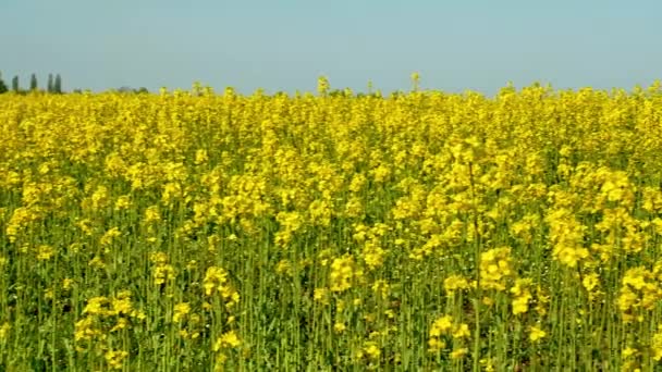 Blühende Gelbe Blüten Der Ernte Brassica Napus Brassica Napus Blühendes — Stockvideo