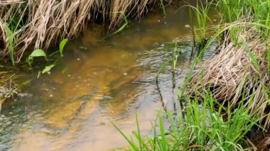Pınar deresinin berrak suyu..