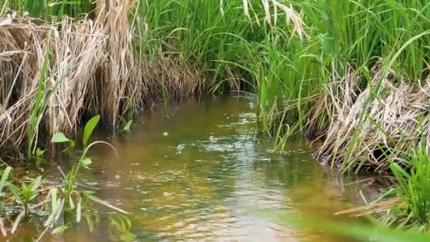 Stream of clear water of a spring brook. — Stok Video