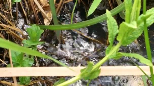 Fluxo de água limpa de um riacho de primavera. — Vídeo de Stock