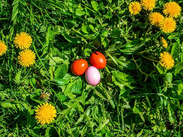 Colored Easter eggs in green grass with dandelion flowers.