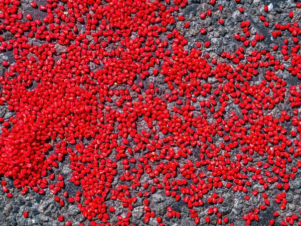 Семена кукурузы окрашены в красный цвет перед посадкой в землю. — стоковое фото