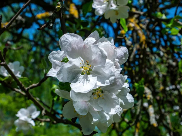 Flores blancas de un manzano en flor en el jardín de primavera. —  Fotos de Stock