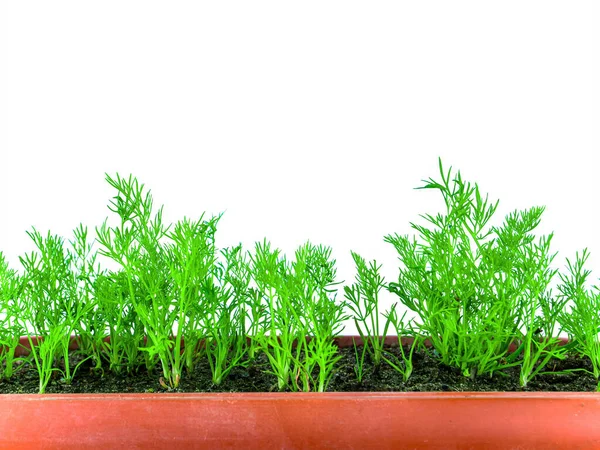 Green seedlings of dill seedlings in a plastic box. — Stock Photo, Image