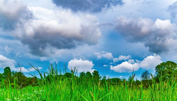 Green meadow grass against a stormy sky with white clouds. Cloudy horizon. Green meadow. White clouds. Thunder Sky. Weather forecast. Natural landscape. Background image. Ecology.