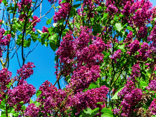 Burgundy flowers of spring flowering lilac tree.