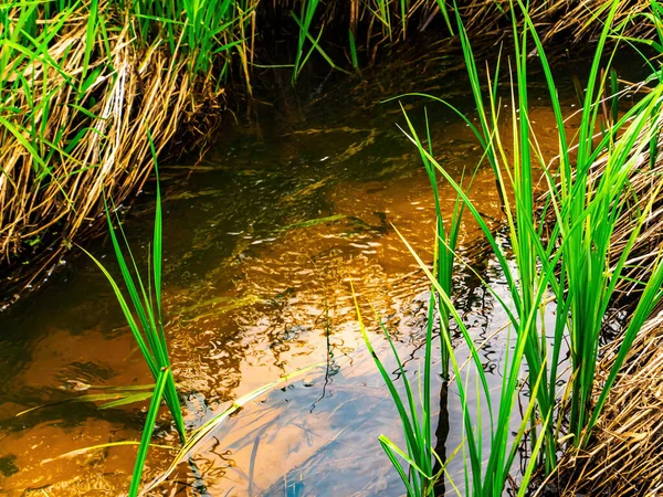 緑の芝生の海岸と川の水の春のストリーム 淡水河だ 水の流れだ 緑の草 貯水池の底だ 陽射し 自然な背景 生態学 背景画像 — ストック写真