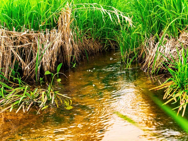 緑の芝生の海岸と川の水の春のストリーム 淡水河だ 水の流れだ 緑の草 貯水池の底だ 陽射し 自然な背景 生態学 背景画像 — ストック写真