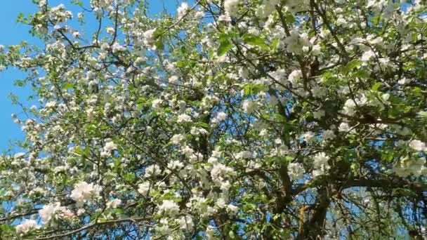 Bílé Květy Kvetoucího Jabloně Jablečný Strom Bílé Květiny Orchard Modrá — Stock video