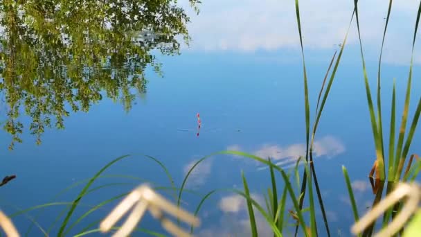 Angeln Von Süßwasserkarauschen Mit Einer Schwimmrute Schwebestange Süßwasserreservoir Angelschnur Und — Stockvideo