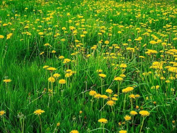 Gelbe Blüten Blühender Löwenzahne Grünen Gras Gelber Löwenzahn Wildblumen Blühende — Stockfoto