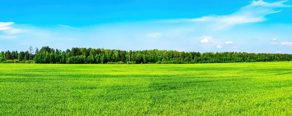 Mavi gökyüzünün arka planında yeşil tarım tarlaları. Tarım işi. Kış ekinleri tarlası. Mavi gökyüzü. Beyaz bulutlar. Bulutlu ufuk. Doğa manzarası. Panorama.