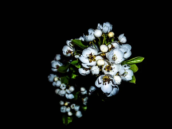 Białe Kwiaty Kwitnącej Gruszki Ciemności Białe Kwiaty Gałąź Gruszki Ciemność — Zdjęcie stockowe