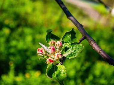 Çiçek açan armut ağacının pembe tomurcukları. Çiçek açan. Armut ağacı. Baharda meyve bahçesi. Bahar sezonu. Tarım bahçeleri. Meyve çiftliği. Biyoloji. Güzellik. Yeşil çimenler. Doğal arkaplan.