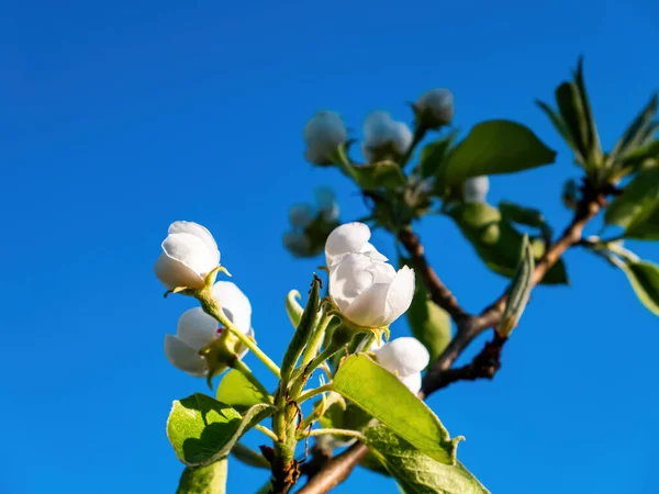 Brotes Blancos Flores Florecientes Perales Flores Florecientes Peral Huerto Primavera —  Fotos de Stock