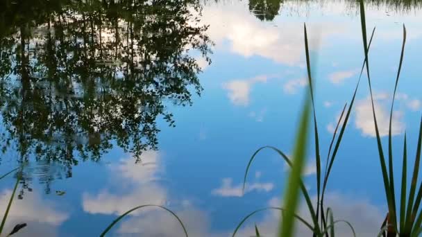 Esőcseppek Felszínén Esőcseppek Vízen Tükröződik Tóban Kék Fehér Felhőkkel Természet — Stock videók