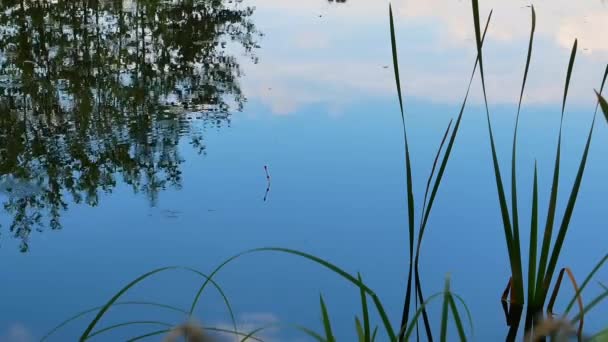 Ryby Gryzą Wędkę Wędce Łowienie Ryb Jeziorze Podnośnik Rybacki Łowienie — Wideo stockowe