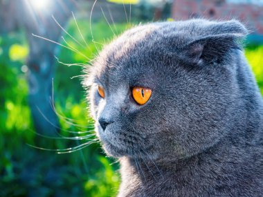 Güneş ışığı altında turuncu gözlü gri bir kedinin kafası. İskoç kedisi. İngiliz yavru kediler. Gri yün. Turuncu gözler. Hayvani bakışlar. Evcil hayvanlar. Doğal arka plan. Hayvan suratlı. Yırtıcı hayvanlar.