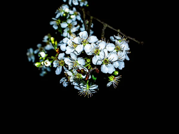 Blooming cherry flowers in the night darkness. Cherry blossoms. Agricultural orchard. White flowers. Night darkness. Fruit gardening. Spring season. Natural background. Black background.
