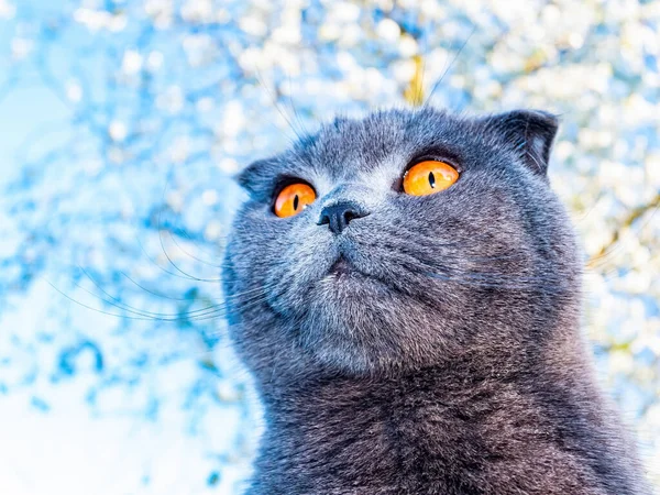 Голова Сірої Складчастої Кішки Оранжевими Очима Сонці Шотландський Котик Британська — стокове фото