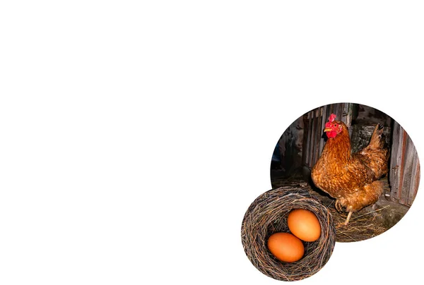 Ovos de galinha e galinha em um fundo branco. — Fotografia de Stock