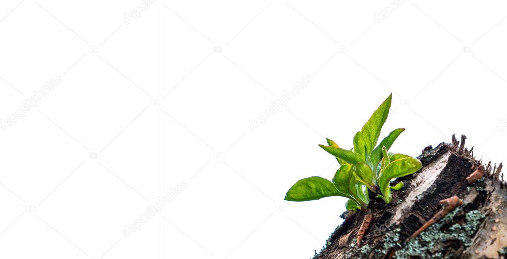 Green shoots of leaves of a tree stump on a white background.