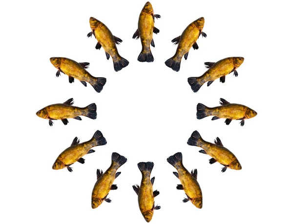 Freshwater Fish Tench Isolated White Background Fish Tench White Background — Stock Photo, Image