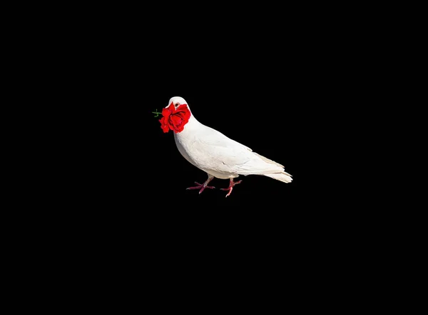 Vermelho Subiu Bico Uma Pomba Branca Sobre Fundo Preto Flor — Fotografia de Stock