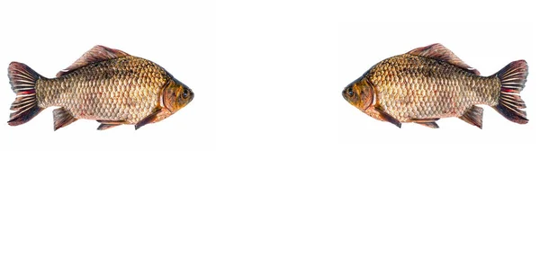 Freshwater Fish Crucian Carp White Background Fish Crucian Carp Fishing — Stock Photo, Image