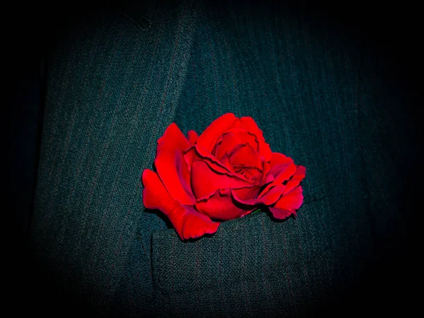 Czerwona Róża Kieszeni Męskiej Czarnej Kurtki Czerwony Kwiat Róży Garnitur — Zdjęcie stockowe