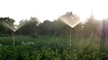 Bir tarımsal alanda su bazlı sulama sistemi.