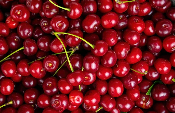 Bahçedeki kırmızı kiraz meyvesi hasadı.