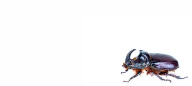 Böcek böceği beyaz arka planda nasikorni yapıyor..