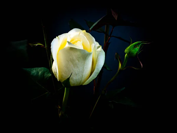 Rosa blanca sobre fondo negro. — Foto de Stock