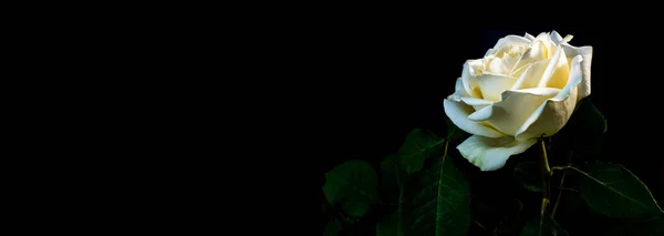 Biały kwiat róży na czarnym tle. — Zdjęcie stockowe