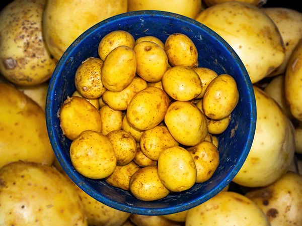 Harvest potato vegetables in a plastic bucket. Potato vegetable. Harvesting. Agricultural business. Farm goods. Vegetarian food. Healthy eating. Grocery store. Shop window.