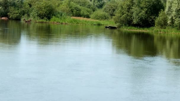 Річковий потік води вздовж берега з зеленими деревами . — стокове відео