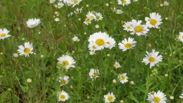 Flores de margarita blanca en hierba verde se balancean en el viento. — Vídeo de stock