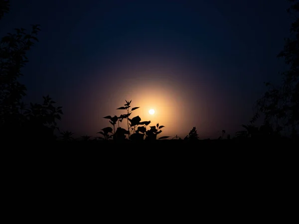 Luz Luna Noche Través Las Ramas Los Árboles Brillo Lunar — Foto de Stock