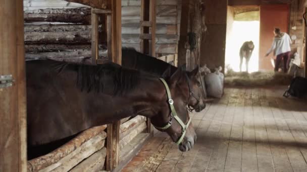 Two stable girls are raking and watering hay for the horses in the paddock. The horse in the foreground chewing on dried grass. Slowmotion — Stock Video