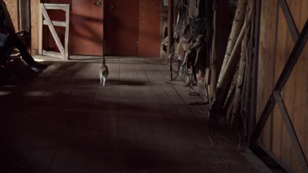 Curious young cat went to the village stable to get acquainted with its inhabitants — Stock Video