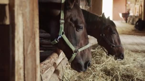 Dois lindos cavalos de raça pura estão comendo feno com a cabeça saindo de uma tenda no estábulo da aldeia. — Vídeo de Stock