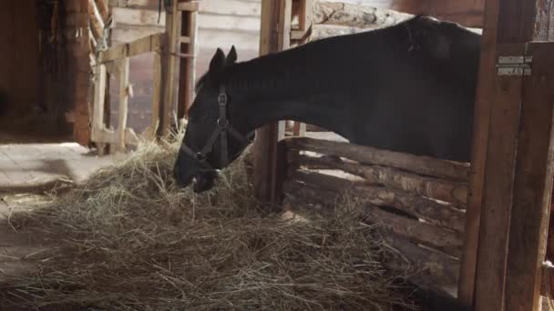 Ein sauerampferfarbenes Pferd in einem Stall frisst frisches Heu. Schönes Sonnenlicht. — Stockvideo